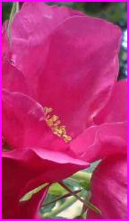darkrose